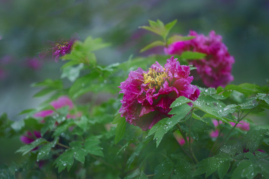 富貴牡丹花