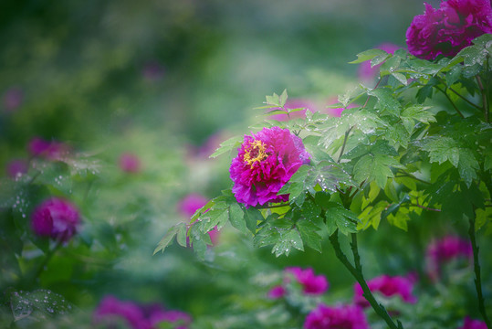 富貴牡丹花