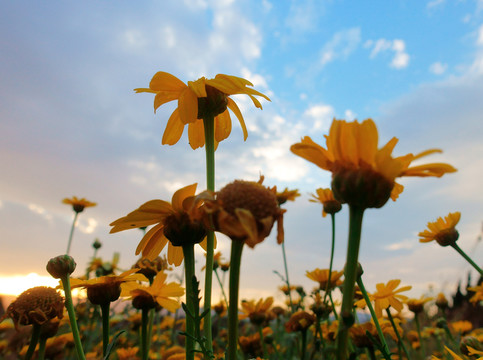 霞光中開滿雛菊花的田野