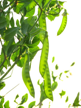 菜豌豆