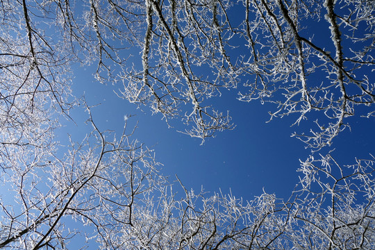 霧凇 雪花 樹(shù)枝 雪景 背景2