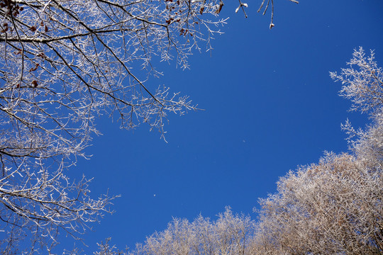 霧凇 雪花 樹(shù)枝 雪景 背景