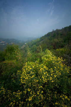 山花爛漫