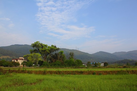 山區(qū)田園