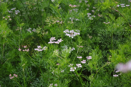 香菜
