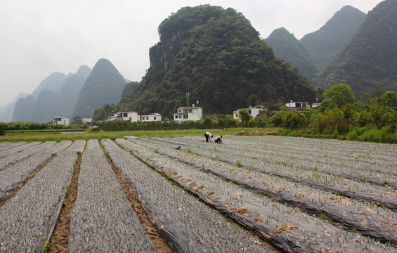 田園