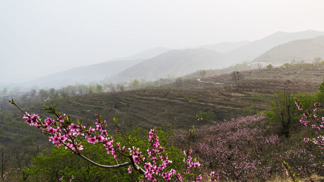 桃花 桃樹 寫意 山村 山景