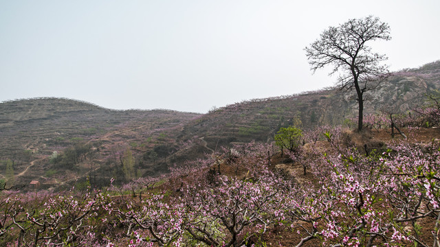 桃花 桃樹 寫意 山村 山景