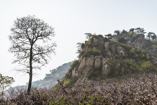 桃花 桃樹 寫意 山村 山景