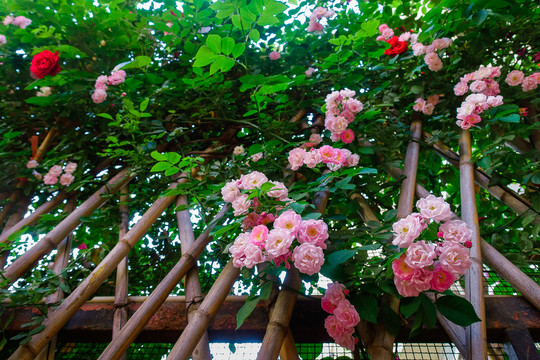 薔薇花籬笆墻