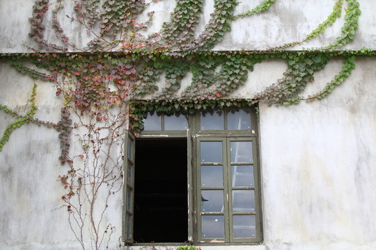 爬山虎