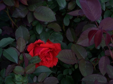 月季花