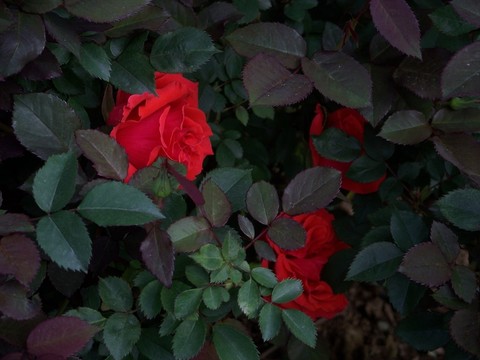 月季花