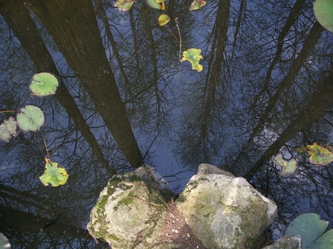 植物園風(fēng)景