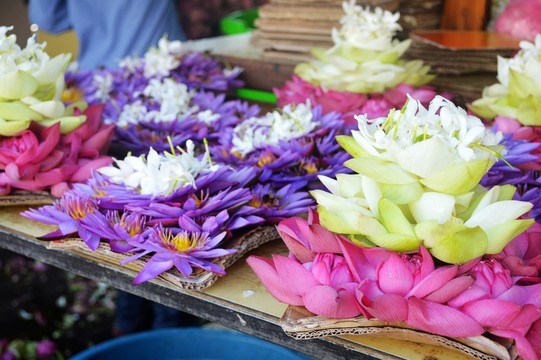 荷花