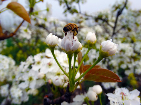 蜜蜂采梨花花粉