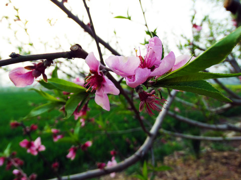 桃花