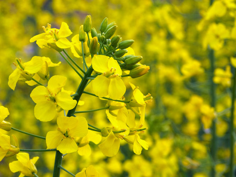 油菜花