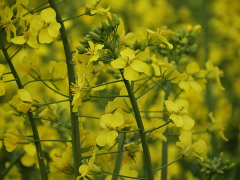 油菜花