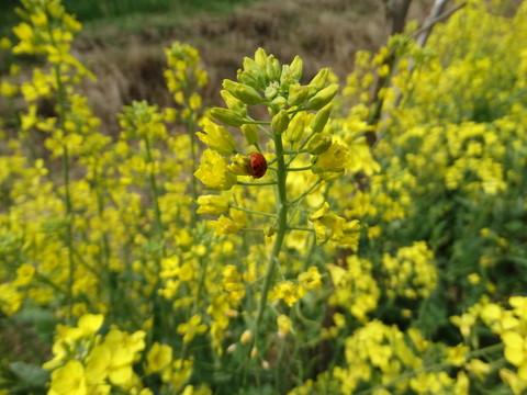 油菜花