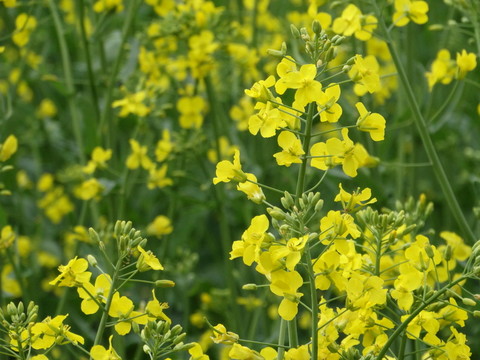 油菜花