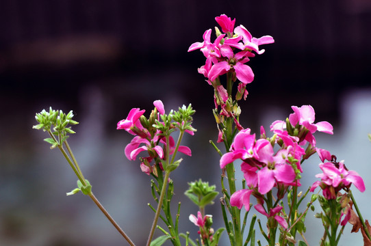 小花