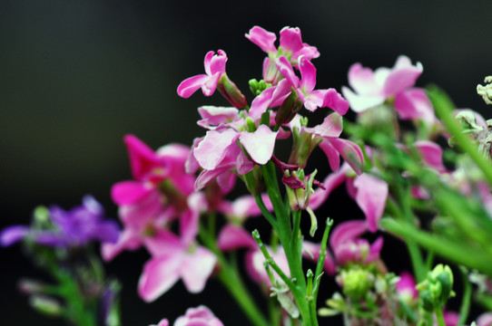 小花