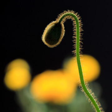 虞美人花蕾