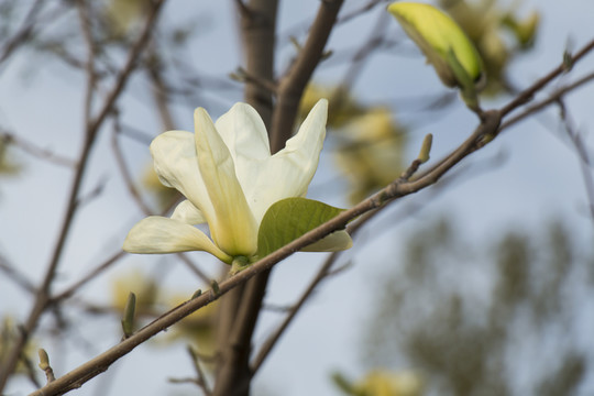 白玉蘭花