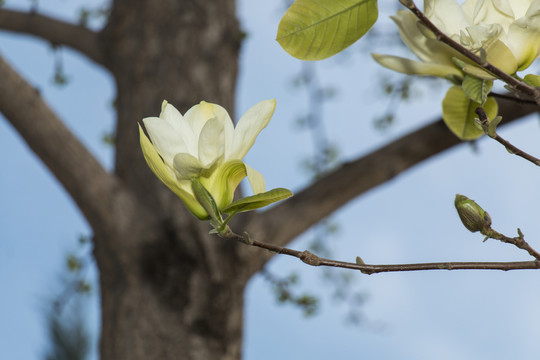 白玉蘭花