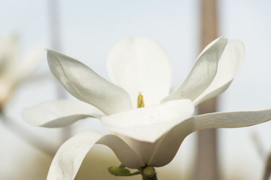 白玉蘭花
