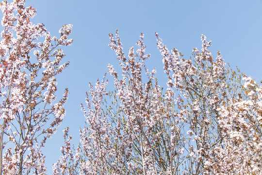 李子花
