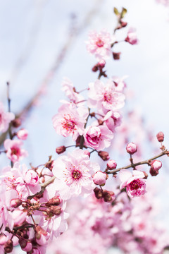 桃花杏花