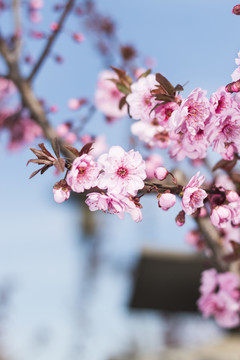 櫻花