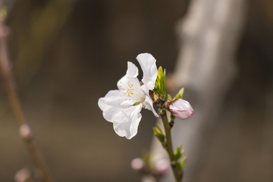 櫻花