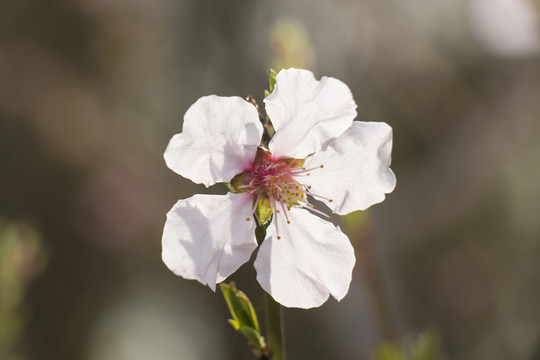 櫻花