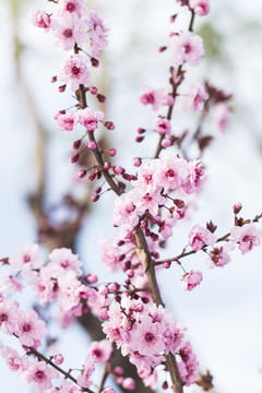 櫻花