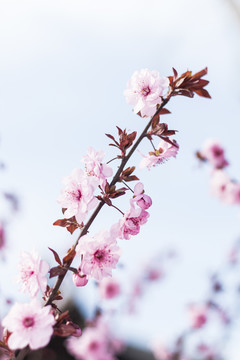 櫻花