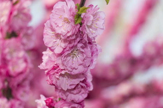榆葉梅花