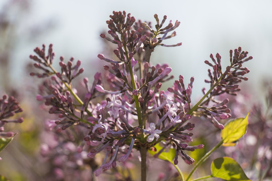 紫丁香花