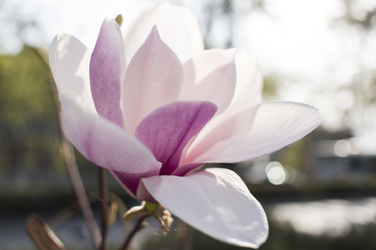 紫玉蘭花