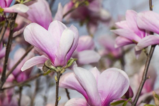 紫玉蘭花