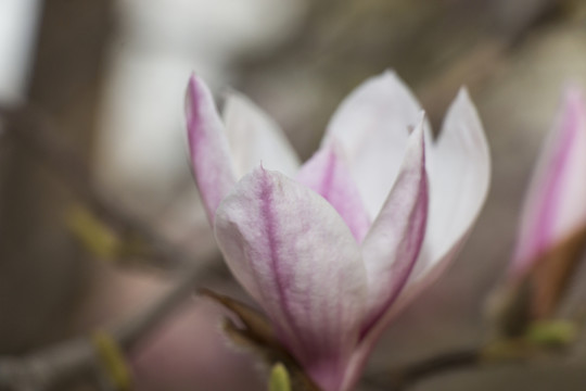 紫玉蘭花