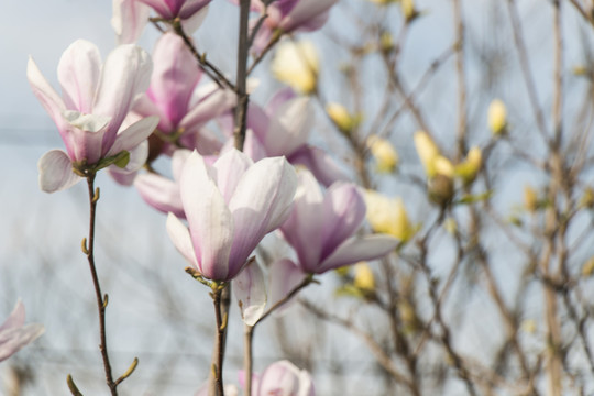 紫玉蘭花