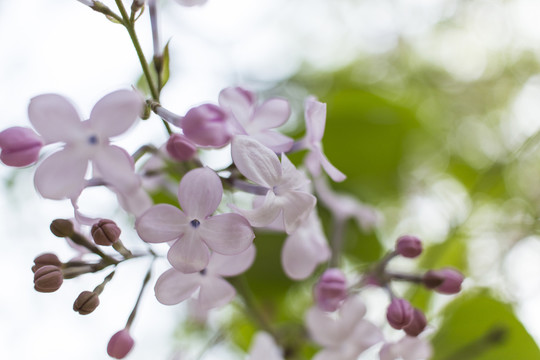 丁香花