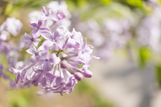 丁香花