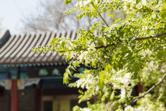 文冠果開(kāi)花