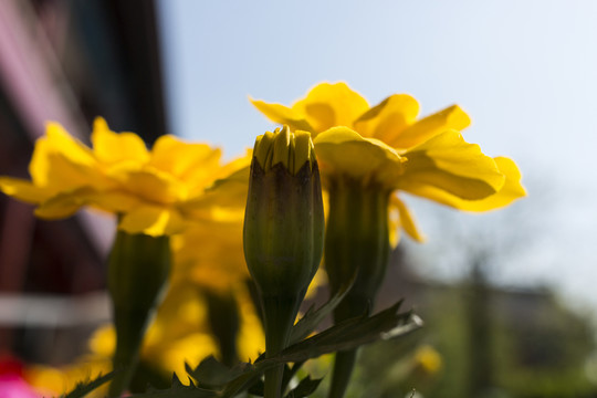 鄒菊花