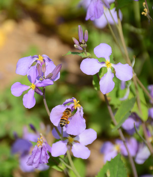 紫花