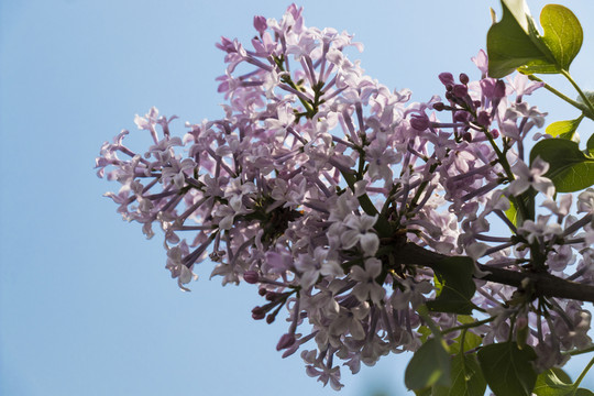 丁香花